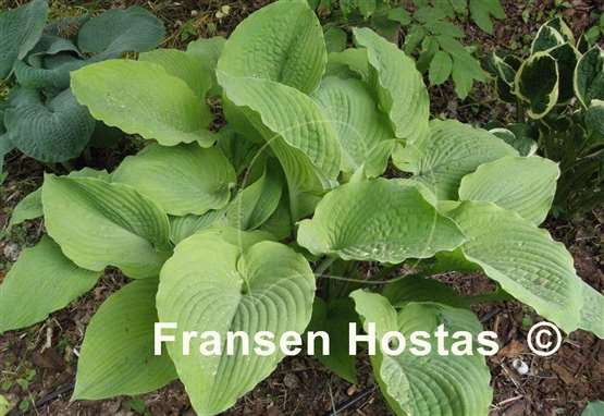 Hosta Star Power